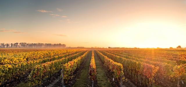 Vineyard at sunset